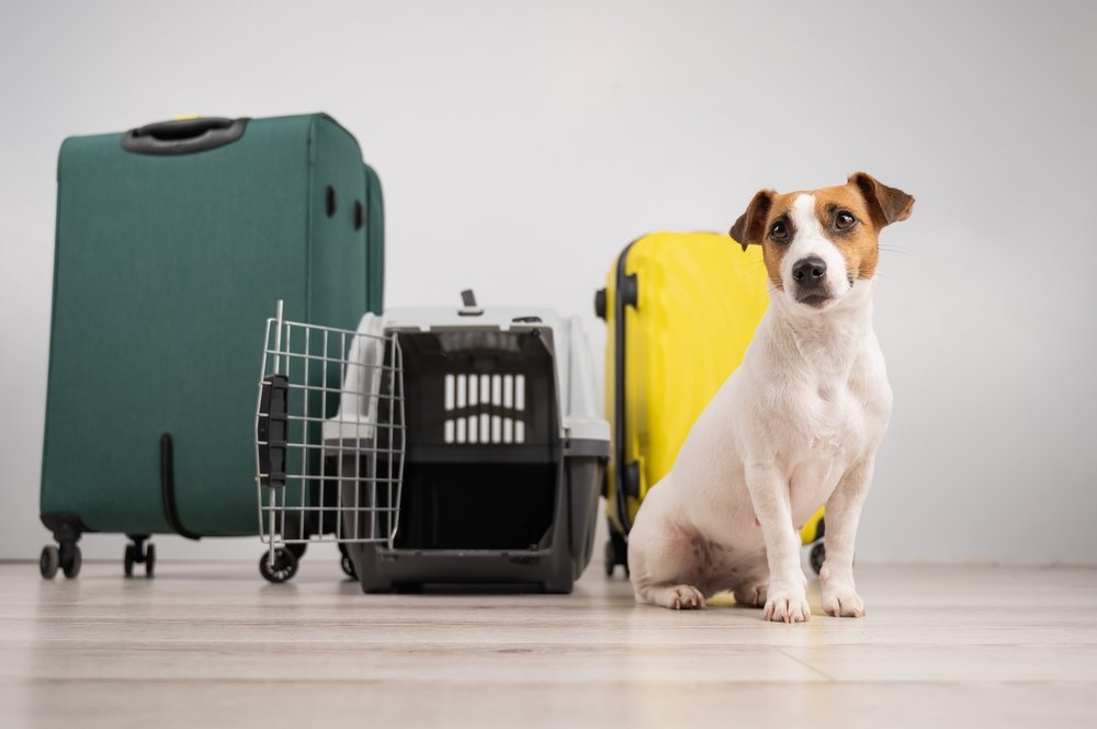 flying with pets